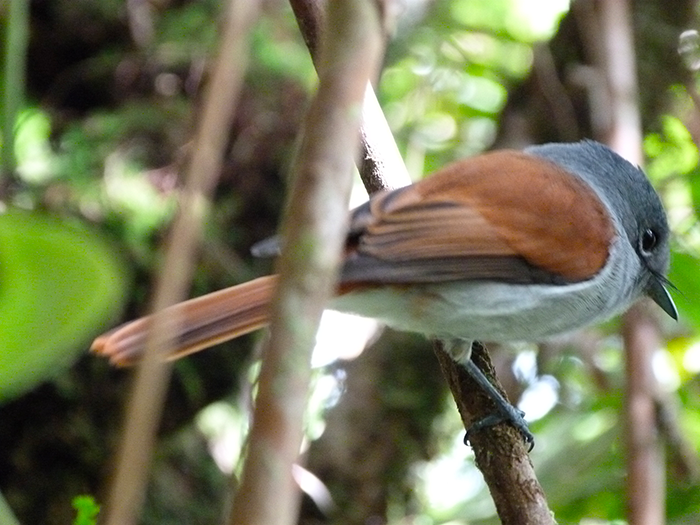 Oiseau la Vierge 1