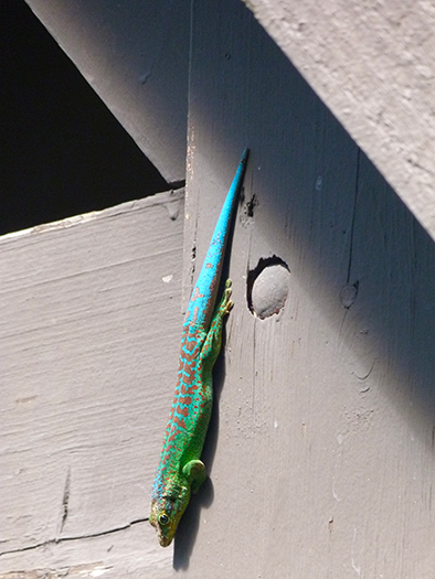 Le lézard vert des Hauts