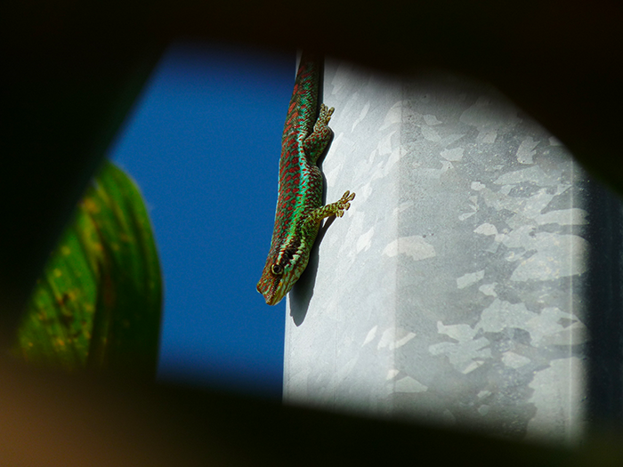 Le lézard vert des Hauts 2