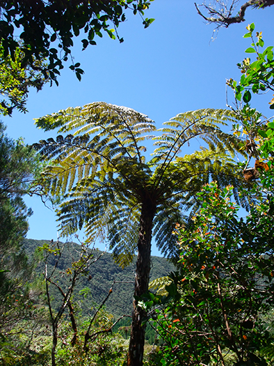 Le fanjan femelle Cyathea glauca