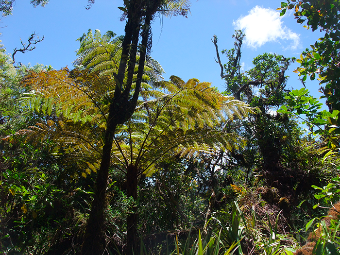 Le fanjan femelle Cyathea glauca 2