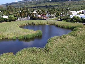 Lagune de L’Étang-Salé-Les-Bains (impluvium)